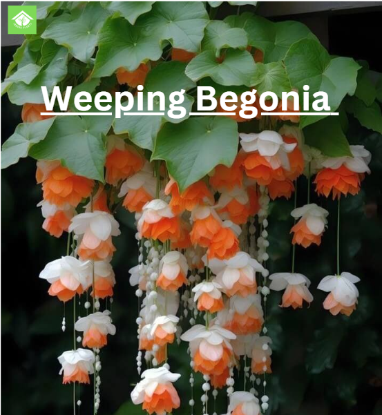 Weeping Begonia: The Perfect Indoor Plant